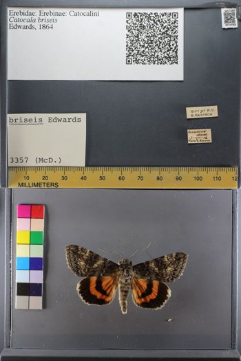 Media type: image;   Entomology 747803